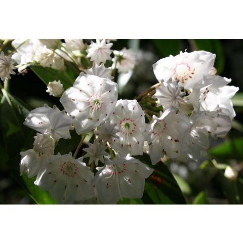 Kalmia latifolia