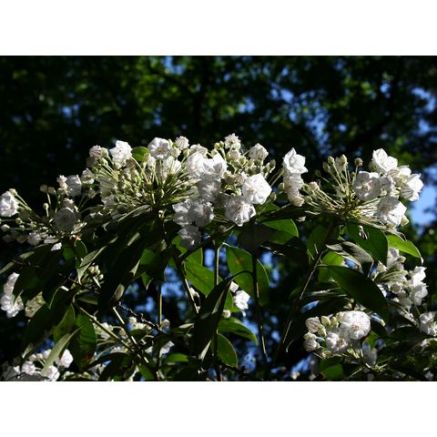 Kalmia latifolia