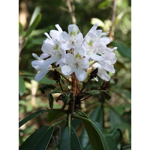 Rhododendron sp.