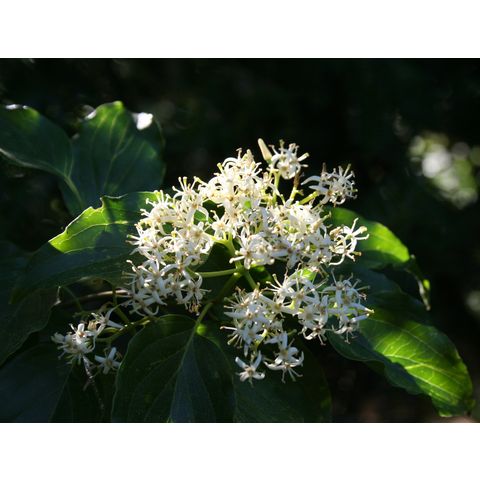 Cornus walteri