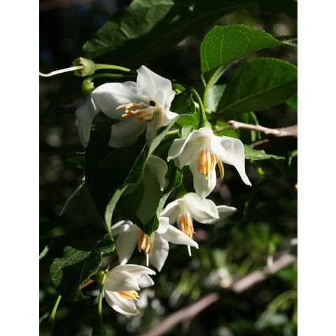Styrax japonicus