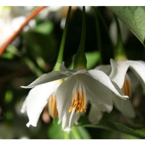 Styrax japonicus