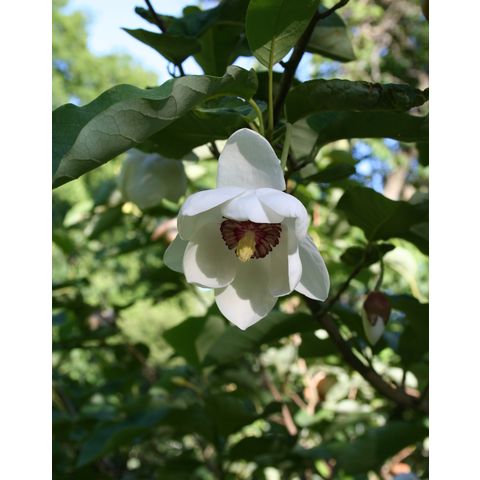 Magnolia sieboldii