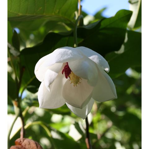 Magnolia sieboldii
