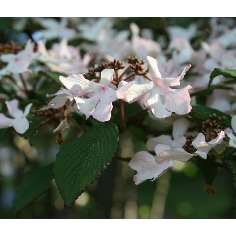Viburnum plicatum 'Roseum'