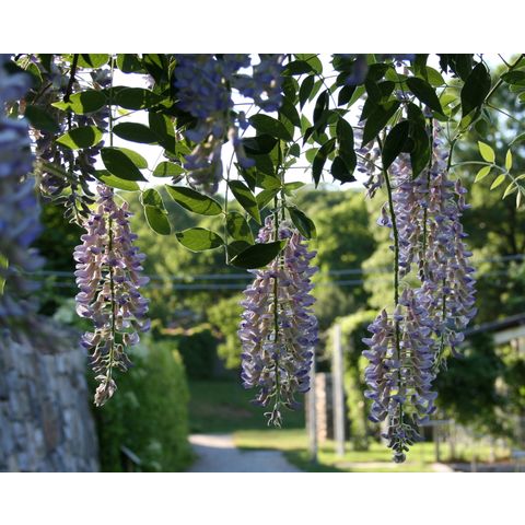 Wisteria macrostachya 'Blue Moon'