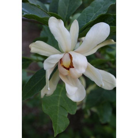 Calycanthus 'Venus'