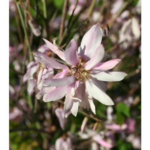 Indigofera kirilowii
