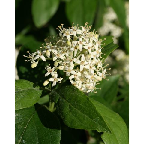 Cornus sp.