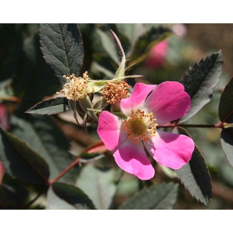 Rosa glauca