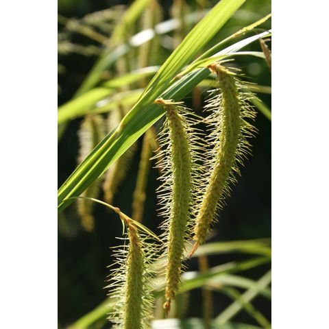 Carex sp.