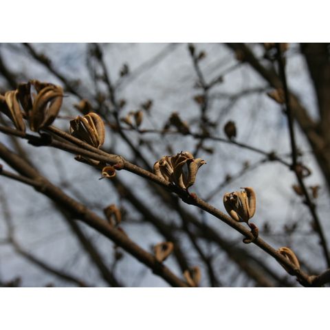 Cercidiphyllum japonicum