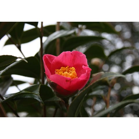 Camelia japonica 'Spring's Promise'