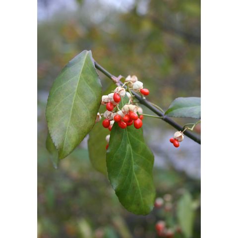 Euonymus kiautschovicus