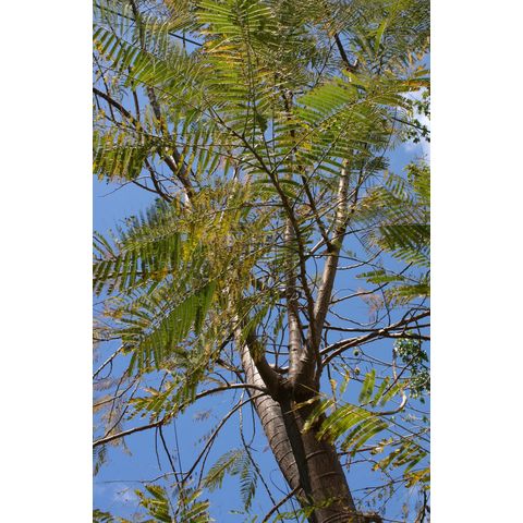 Colvillea racemosa (Leguminosae)