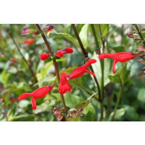 Salvia miniata
