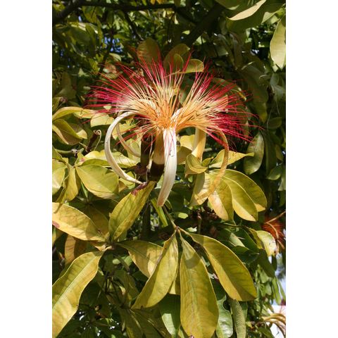 Pachira aquatica
