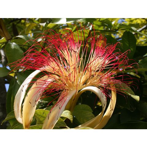 Pachira aquatica
