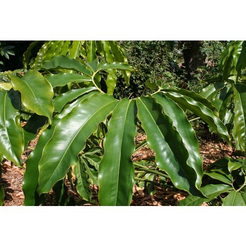 Philodendron goeldii

