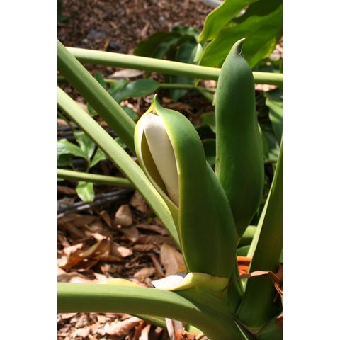 Philodendron goeldii
