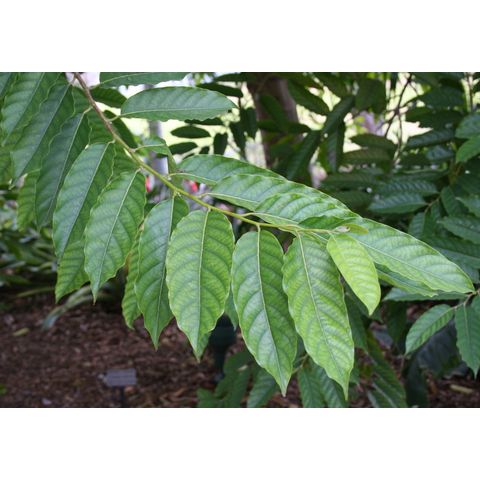 Cananga odorata

