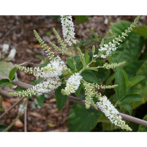 Aloysia virgata
