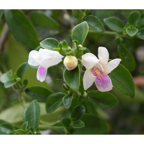 Bravaisia berlandieriana

