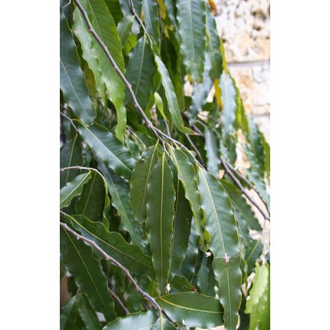Polyanthia longifolia
