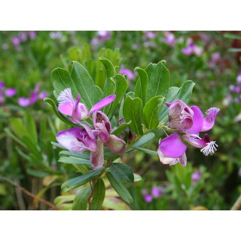 Polygala myrtifolia 'Chapman Field'
