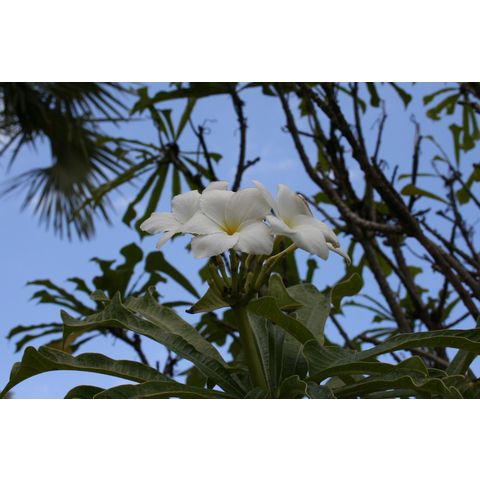 Plumeria pudica
