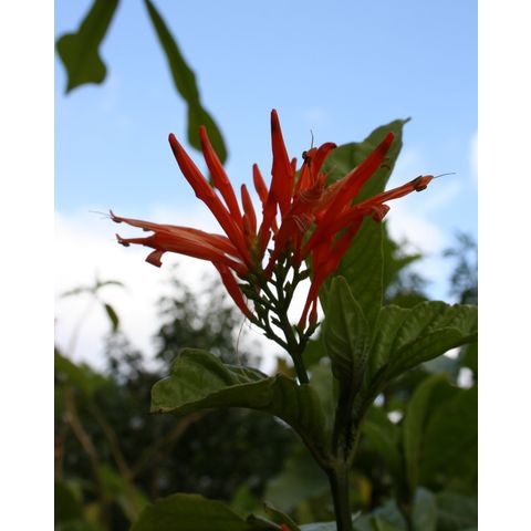 Justicia spicigera 'Sidigaro'
