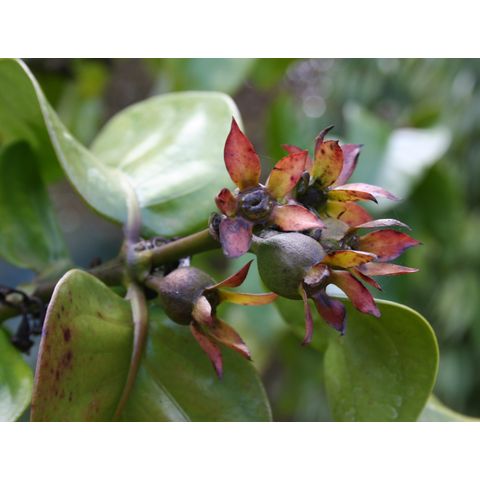 Portlandia latifolia
