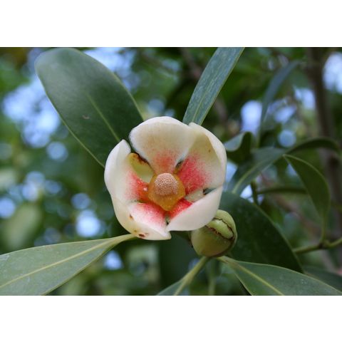 Clusia lanceolata
