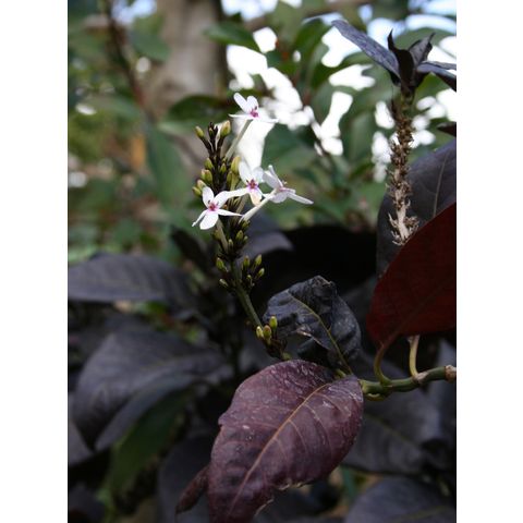 Eranthemum nigrum

