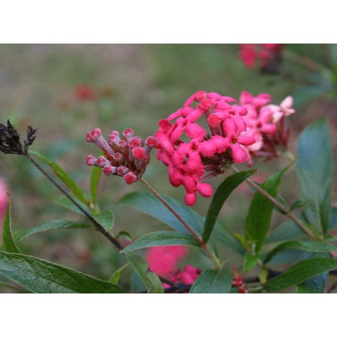 Rondeletia leucophyla
