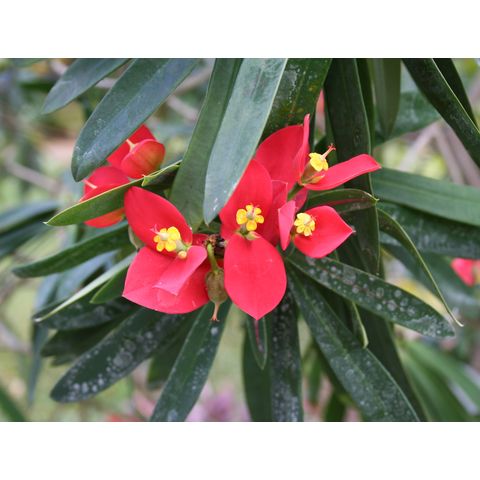 Euphorbia punicea
