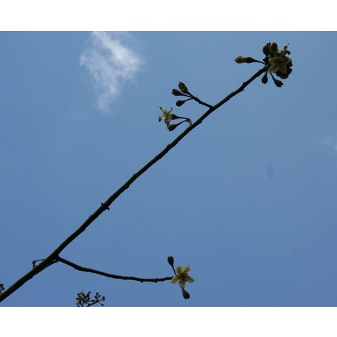Ceiba pentandra
