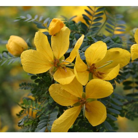 Senna polyphylla
