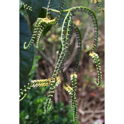 Tournefortia staminea
