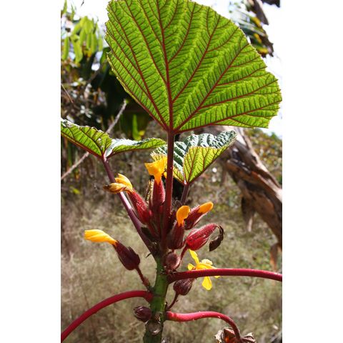 Werklea ferox
