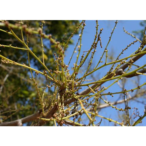 Semecarpus anacardium
