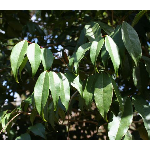 Picramnia pentandra
