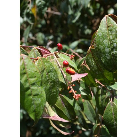 Picramnia pentandra
