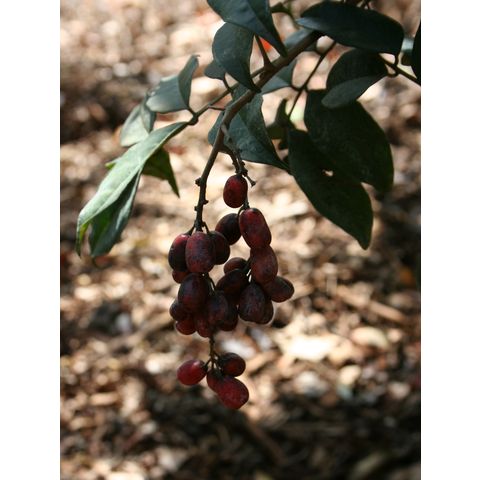 Picramnia pentandra
