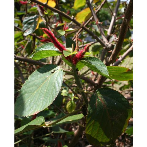 Acalypha hispida

