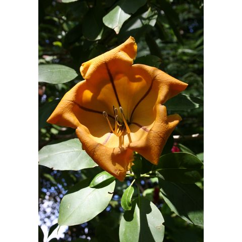 Solandra maxima
