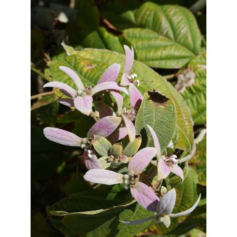 Congea tomentosa
