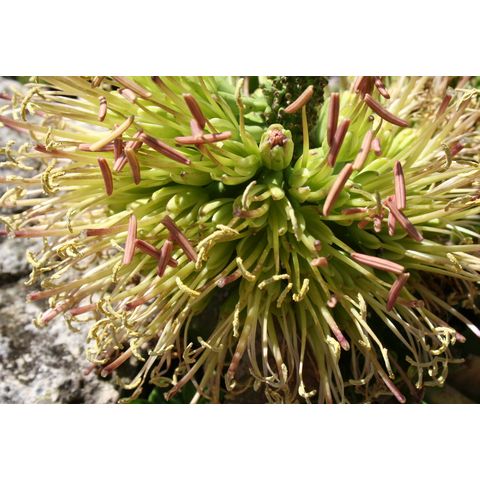 Agave sp.
