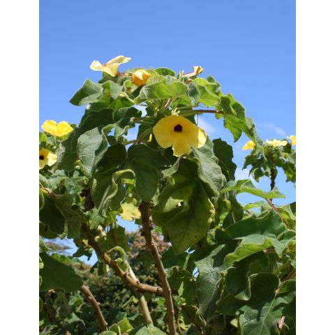 Uncarina grandidieri
