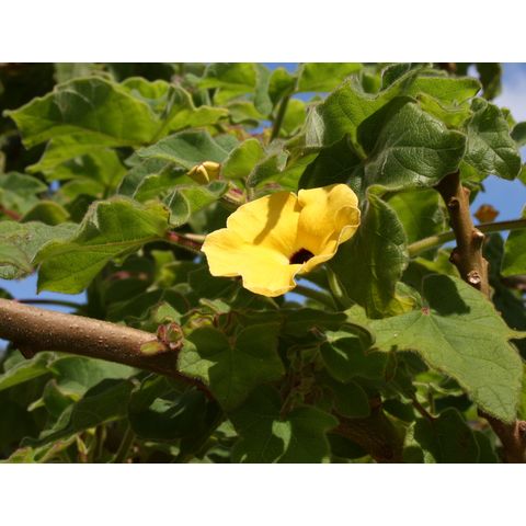 Uncarina grandidieri
